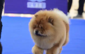 大型松狮犬舌头是蓝色的（蓝舌头的狗有几种）