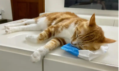 猫睡在枕头边和脚边的区别（佛说人和猫的缘分）