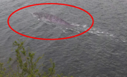 河中巨怪灭绝的哲罗鲑（哲罗鱼还有在世界上么）