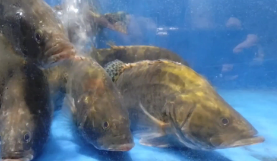 桂鱼属于无鳞鱼吗（鳜鱼属于有鳞鱼吗）