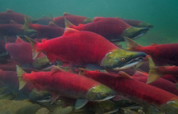 大马哈鱼分布（红大马哈鱼在哪里可以找到）