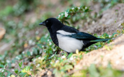 鸟冬天冬眠吗（鸟类典型的冬眠方式是）