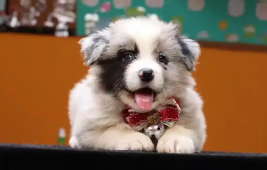 纯种陨石边牧特征（三色陨石边牧）