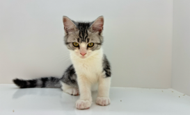 小猫脑袋不由自主晃动（小猫四肢无力走路摇晃）