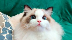 猫的起源和种类（猫的资料卡）