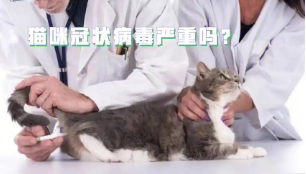 冠状病毒猫咪能治好吗（猫咪冠状病毒都有哪些）