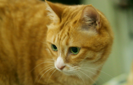 怎么教出一只粘人的猫（怎么养猫能让猫越来越乖）