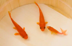 适合懒人养的鱼（十大最好养小型观赏鱼）