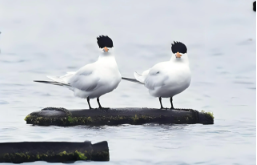 珍稀鸟类有哪些（中国十大珍稀鸟类）