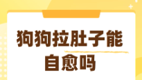 狗狗拉肚子怎么办最快的方法（狗狗拉稀最有效方法）