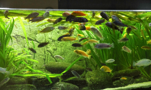 热带鱼在家里放哪里最合适（热带鱼缸里放点盐好吗）