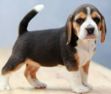 上班族养什么狗好 适合家养（上班族养什么狗比较好）