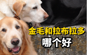 拉布拉多比金毛好吗（拉布拉多和金毛哪个狗比较好一点）