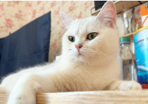 猫突然主动爬你身上踩奶（猫每天频繁踩奶正常吗）