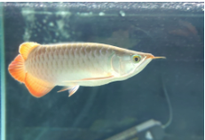 龙鱼不开口吃食怎么办（龙鱼不开口吃食咋办）