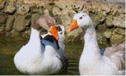 禽类和鸟类是一样的吗（禽类和鸟类哪个范围大）
