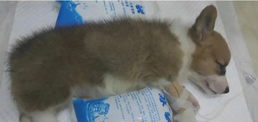 细小潜伏期会传染吗（细小试纸第二道杠很浅）