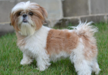 西施犬纯种贵么（西施犬介绍）