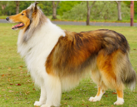 苏牧犬能长多大（最大的牧羊犬有多大）