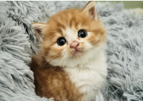 猫咪被打后的记仇表现（猫咪咬人打它会记仇吗）