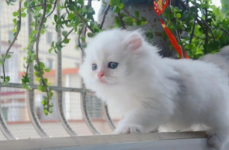 什么东西是猫的克星（防止野猫进院子的神器）