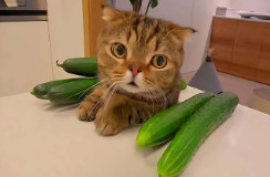 猫咪对黄瓜和香蕉的恐惧（猫咪为啥害怕黄瓜）