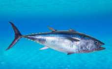 高档鱼类有哪些（珍贵鱼类有什么）