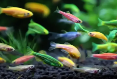 适合小鱼缸养的观赏鱼（适合小鱼缸养的观赏鱼排名）