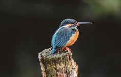 鸟类的特有的特征（各种鸟类的特征有哪些）