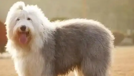 古牧几个月长得最快（养古牧一个月花多少钱）