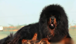 藏区牧民家的藏獒（牧民藏獒能打赢狼么）