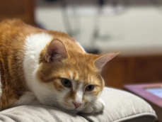 小猫39度算发烧吗（猫咪三十九度五是发烧吗）