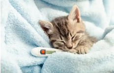 猫咪发烧摸哪个部位最明显（宠物猫发烧的症状）
