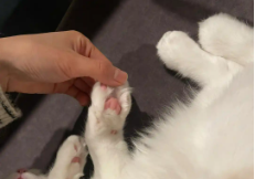 猫的肉垫有什么特点和功能（猫的脚上有什么特点）