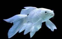 养蝴蝶鲤的技巧和方法（蝴蝶鲤喂食的正确方法）