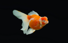 观赏鱼种类大全（观赏鱼种类大全及名称）