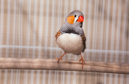 宠物鸟的价格（宠物鸟价格排名）