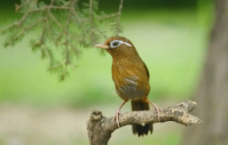 网上买鸟市场画眉鸟（网上买鸟市场画眉鸟可靠吗）