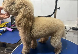 宠物医院加盟大概要多少钱（宠物医院加盟大概要多少钱贝康）