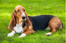 巴吉度是什么型犬（巴吉度猎犬的性格特点）