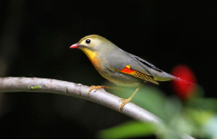 全身黑色红嘴黑脚的什么鸟（红嘴黑鹎的外形）