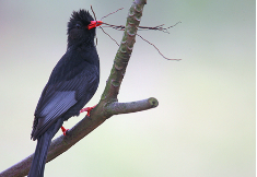 红嘴黑鹎的分布范围（红底黑圈是什么鸟）