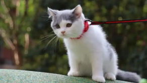 可爱的宠物名字叠字（宠物取名叠字）