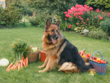 牧羊犬性格特征（牧羊犬的样子和特点）