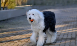 养古牧需要什么条件（养古牧需要什么）