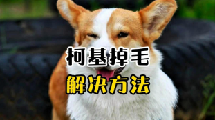 柯基犬掉毛的解决办法（柯基掉毛厉害啥原因）
