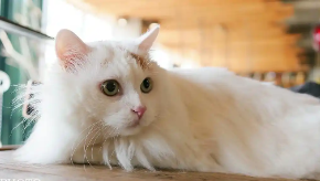 土耳其梵猫的特点（土耳其梵猫的性格）