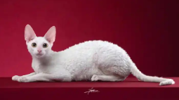 柯尼斯卷毛猫多少钱一只（柯尼斯卷毛猫基本外形特点）