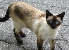 泰国暹罗猫价格多少钱一只（泰国暹罗猫价格多少钱一只啊）