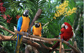 飞禽动物名称大全（飞禽指的是）